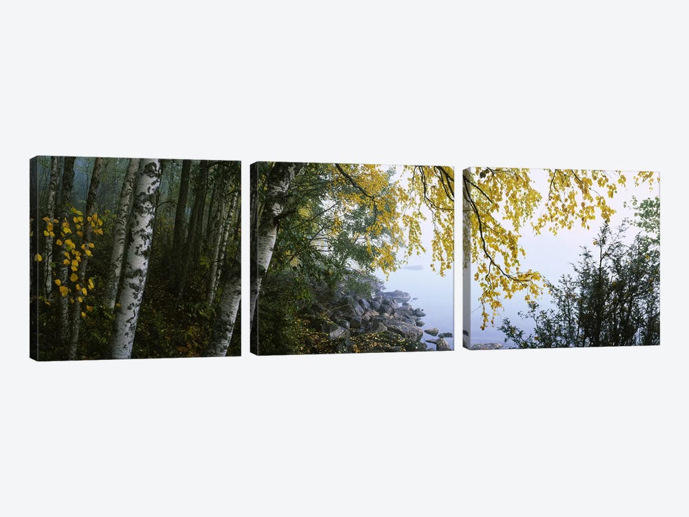 Birch Trees Along The Shore, Puumala, Southern Savonia, Finland by Panoramic Images 3-piece Canvas Print