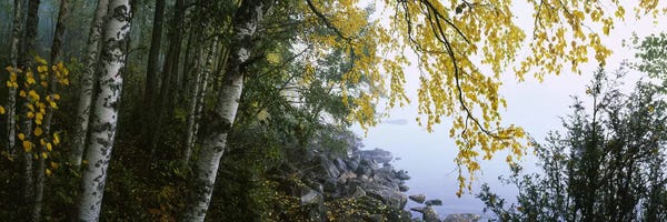 Birch Trees: Birch Trees Along The Shore, Puumala, Southern Savonia, Finland by Panoramic Images