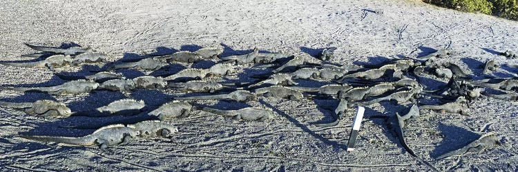 Marine Iguanas on the beach, Galapagos Islands, Ecuador