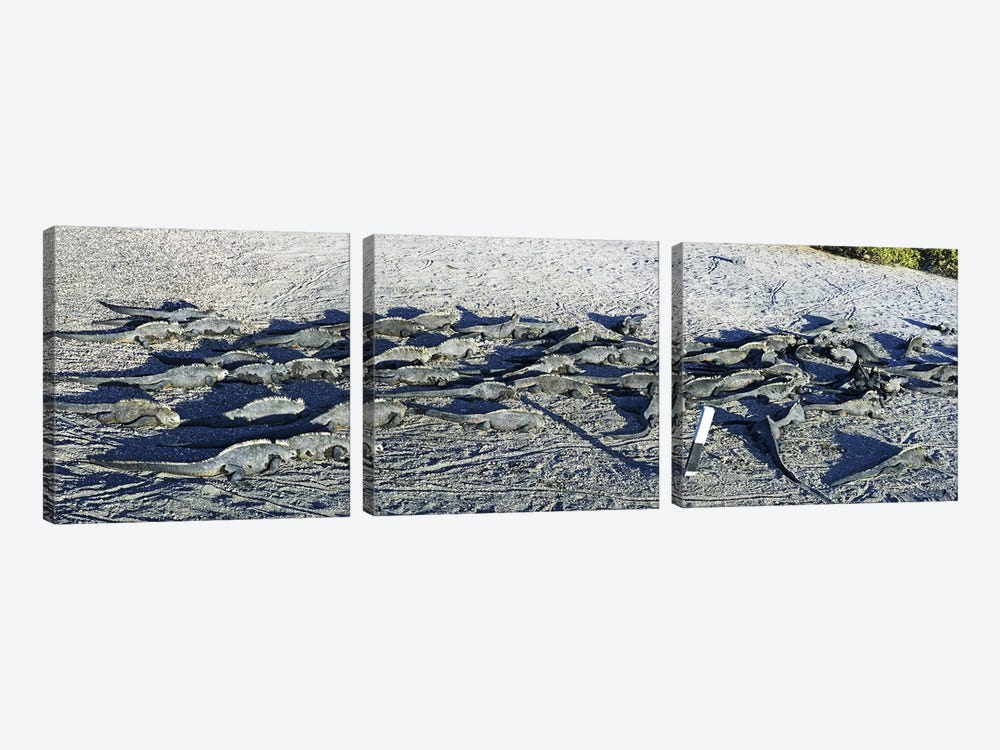 Marine Iguanas on the beach, Galapagos Islands, Ecuador by Panoramic Images 3-piece Art Print