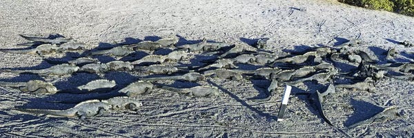 Iguanas: Marine Iguanas on the beach, Galapagos Islands, Ecuador by Panoramic Images
