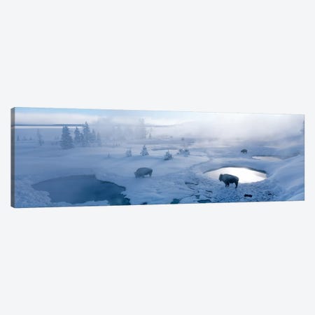 Bison West Thumb Geyser Basin Yellowstone National Park, Wyoming, USA Canvas Print #PIM569} by Panoramic Images Canvas Art Print