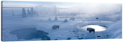 Bison West Thumb Geyser Basin Yellowstone National Park, Wyoming, USA Canvas Art Print - Snowscape Art