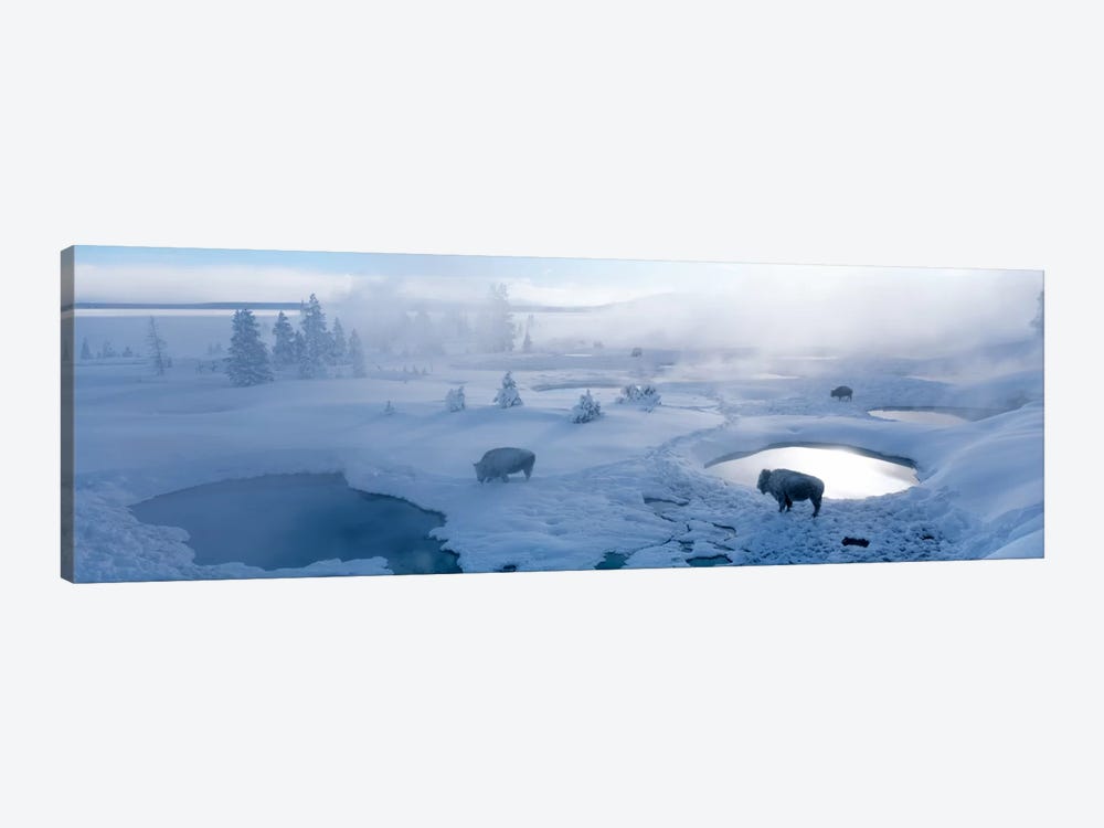 Bison West Thumb Geyser Basin Yellowstone National Park, Wyoming, USA by Panoramic Images 1-piece Art Print