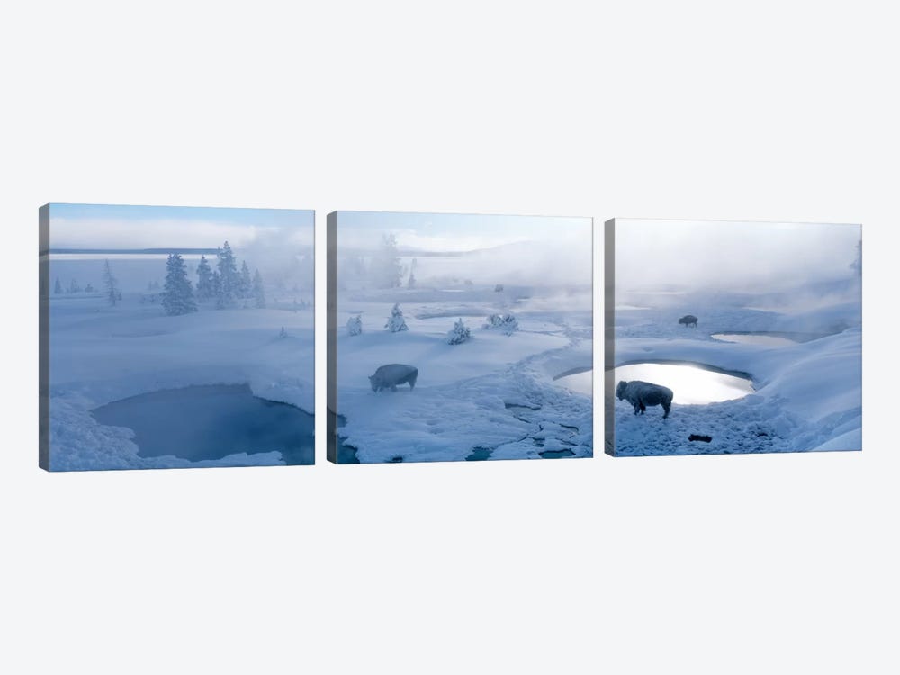 Bison West Thumb Geyser Basin Yellowstone National Park, Wyoming, USA by Panoramic Images 3-piece Art Print