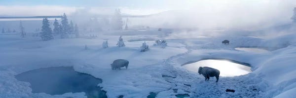 Panoramic Images: Bison West Thumb Geyser Basin Yellowstone National Park, Wyoming, USA by Panoramic Images
