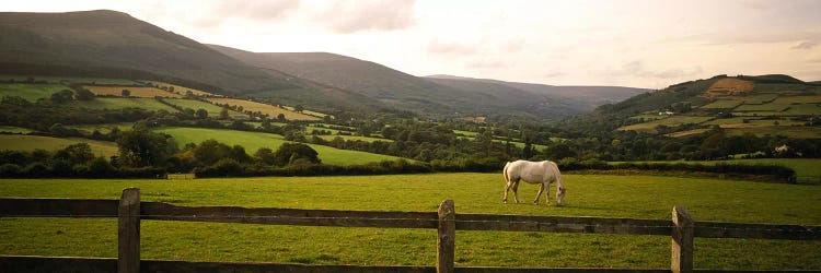 Lone Horse At Pasture, Enniskerry, County Wicklow, Leinster Province, Republic Of Ireland