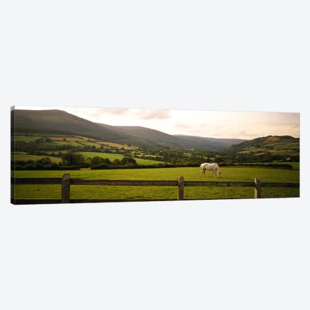Lone Horse At Pasture, Enniskerry, County Wicklow, Leinster Province, Republic Of Ireland Canvas Print #PIM5704} by Panoramic Images Canvas Artwork