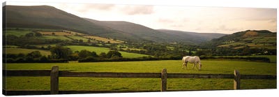 Lone Horse At Pasture, Enniskerry, County Wicklow, Leinster Province, Republic Of Ireland Canvas Art Print