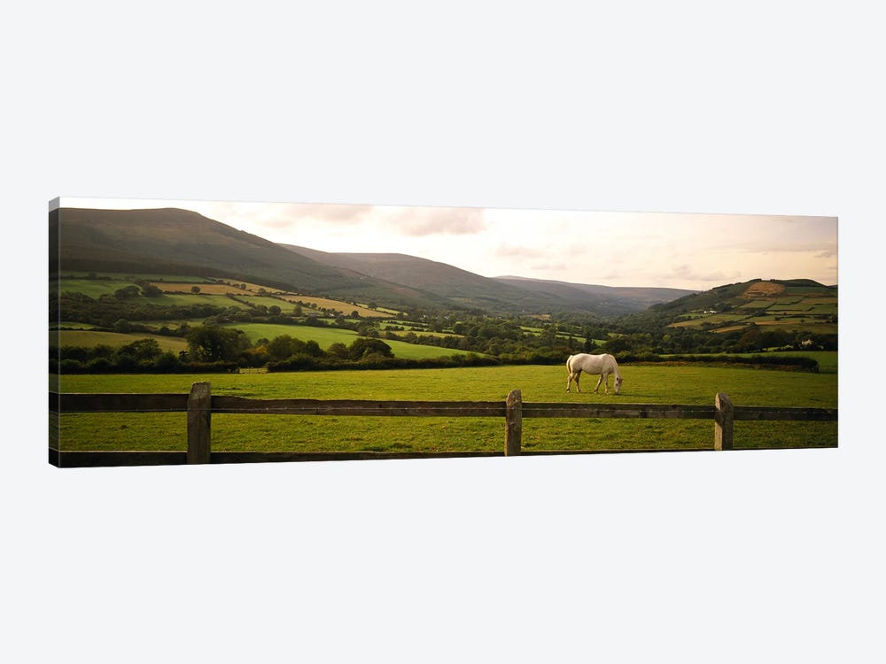 Lone Horse At Pasture, Enniskerry, County Wicklow, Leinster Province, Republic Of Ireland by Panoramic Images 1-piece Canvas Print