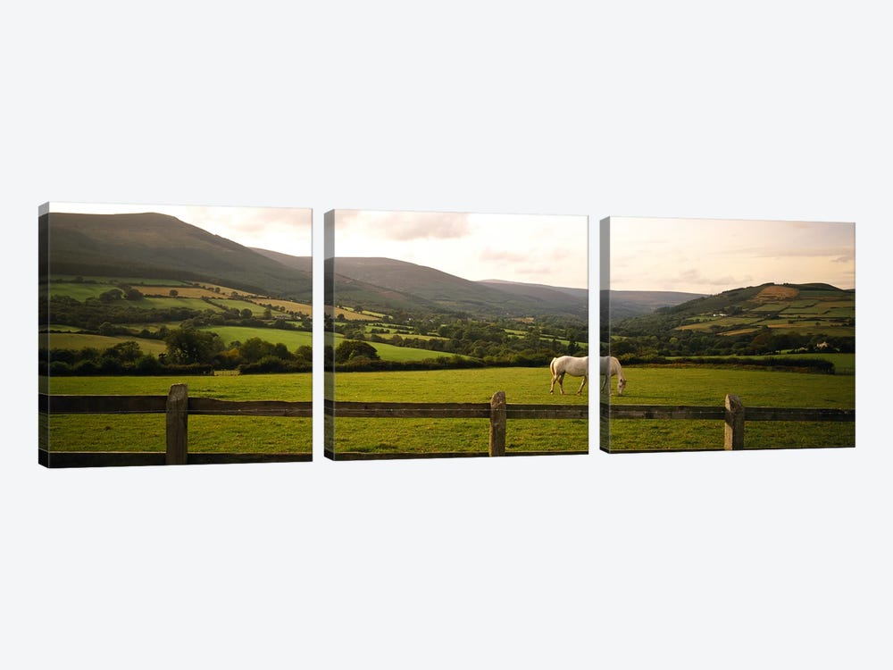 Lone Horse At Pasture, Enniskerry, County Wicklow, Leinster Province, Republic Of Ireland by Panoramic Images 3-piece Art Print