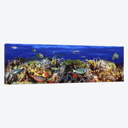 School of fish swimming near a reef Canvas Print #PIM5750} by Panoramic Images Canvas Art
