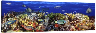 School of fish swimming near a reef Canvas Art Print