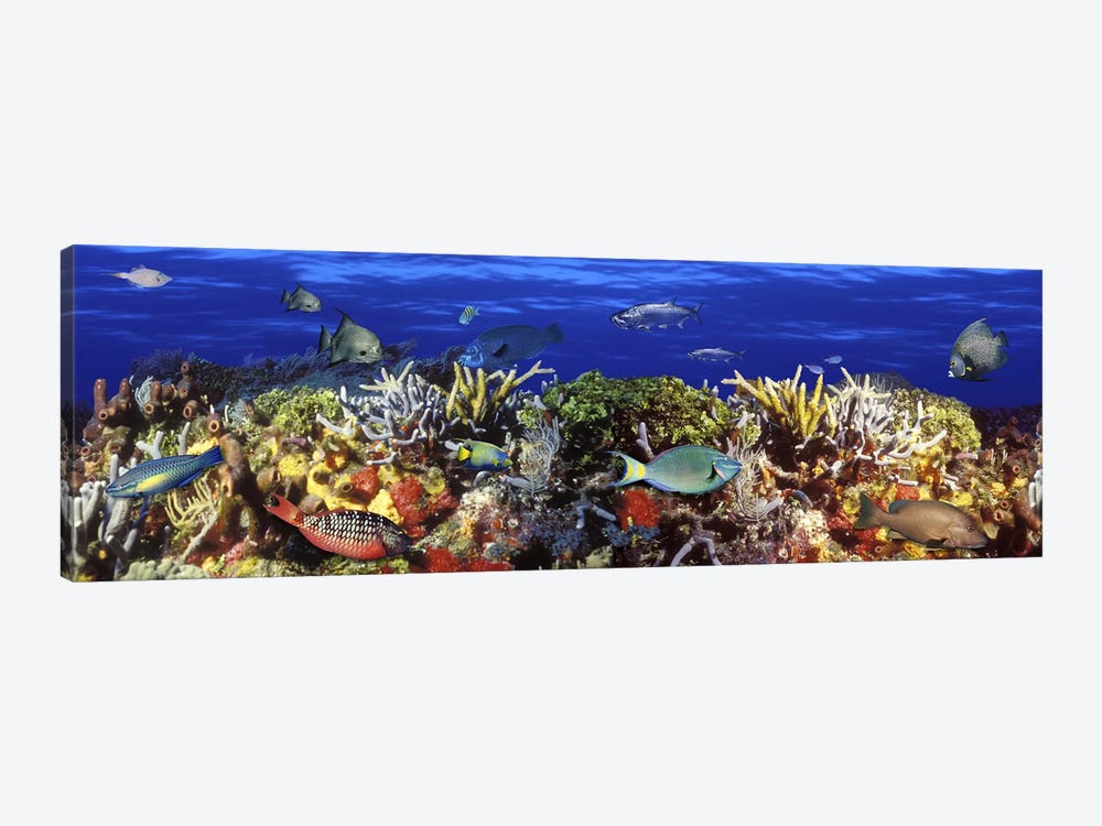 School of fish swimming near a reef by Panoramic Images 1-piece Canvas Artwork
