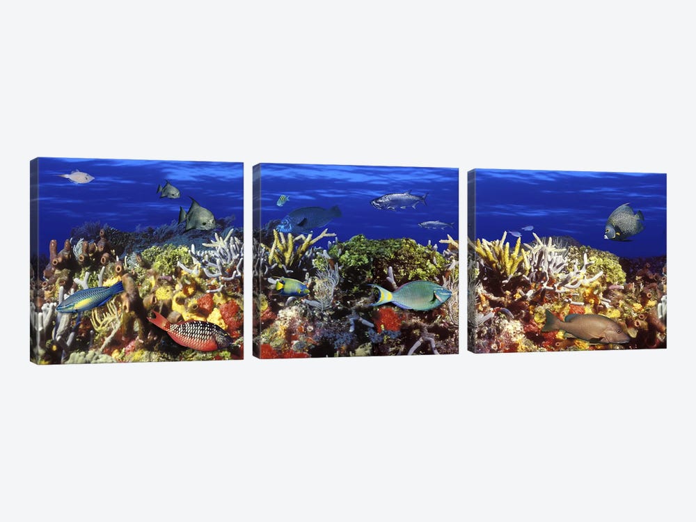 School of fish swimming near a reef by Panoramic Images 3-piece Canvas Artwork