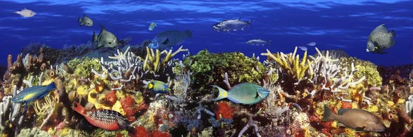 Blue: School of fish swimming near a reef by Panoramic Images
