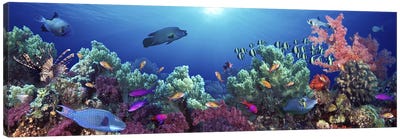 School of fish swimming near a reef, Indo-Pacific Ocean Canvas Art Print - Animal Art