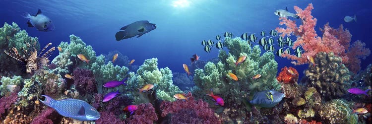 School of fish swimming near a reef, Indo-Pacific Ocean