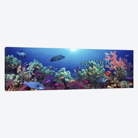 School of fish swimming near a reef, Indo-Pacific Ocean Canvas Print #PIM5751} by Panoramic Images Canvas Wall Art