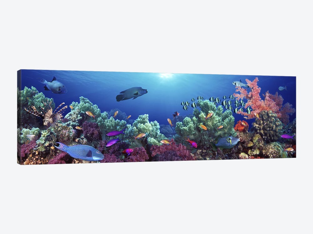 School of fish swimming near a reef, Indo-Pacific Ocean by Panoramic Images 1-piece Canvas Art Print