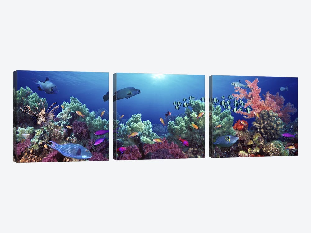 School of fish swimming near a reef, Indo-Pacific Ocean by Panoramic Images 3-piece Art Print