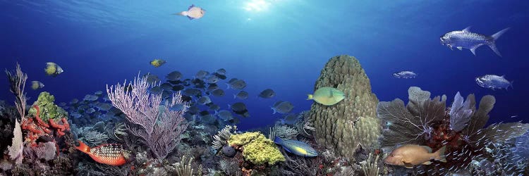 School of fish swimming in the sea