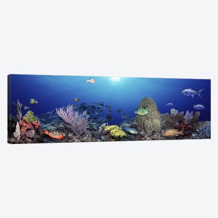 School of fish swimming in the sea Canvas Print #PIM5752} by Panoramic Images Canvas Artwork