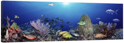 School of fish swimming in the sea Canvas Art Print - Underwater Art