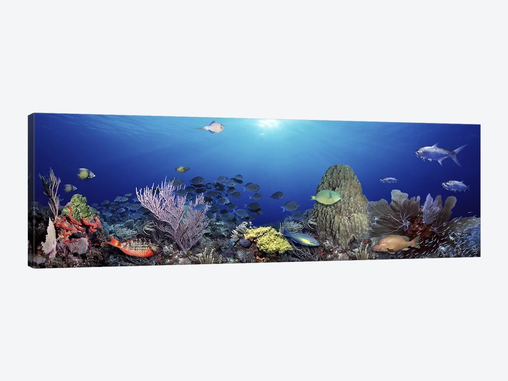 School of fish swimming in the sea by Panoramic Images 1-piece Canvas Artwork