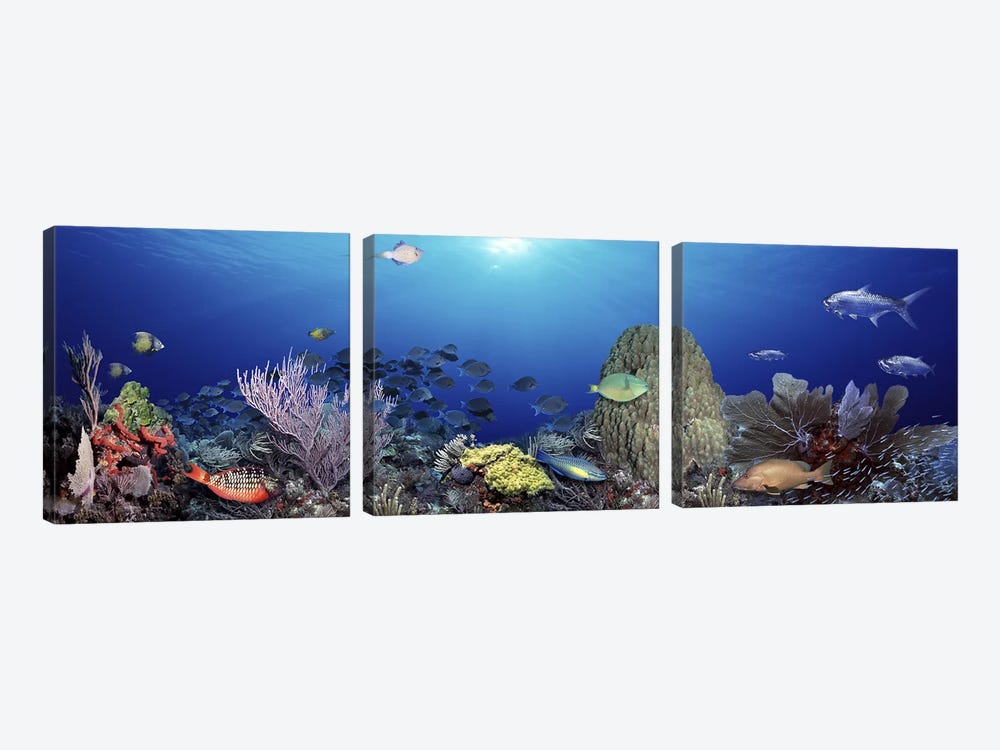 School of fish swimming in the sea by Panoramic Images 3-piece Canvas Artwork