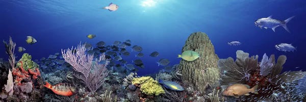 Fish: School of fish swimming in the sea by Panoramic Images