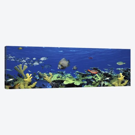 School of fish swimming in the seaDigital Composite Canvas Print #PIM5753} by Panoramic Images Canvas Artwork