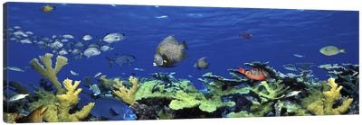 School of fish swimming in the seaDigital Composite Canvas Art Print