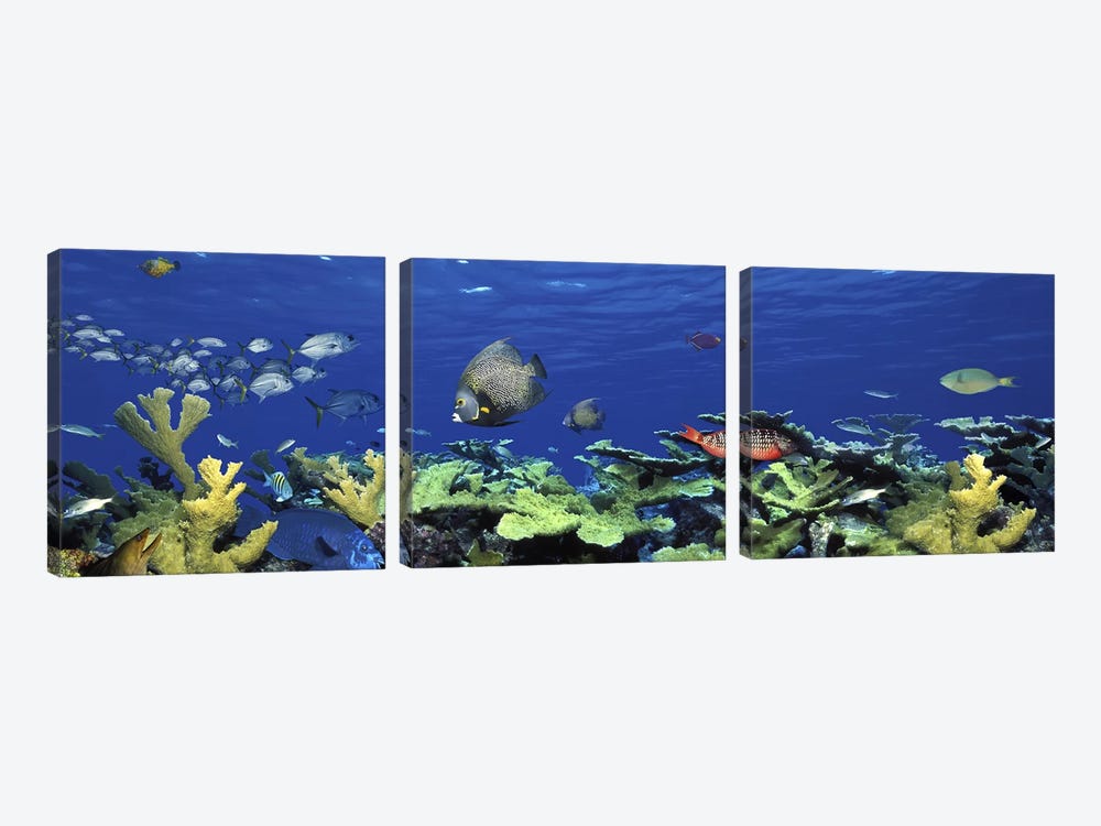School of fish swimming in the seaDigital Composite by Panoramic Images 3-piece Canvas Art Print