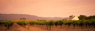 Vineyard Landscape, Napa Valley, California, USA by Panoramic Images multi panel art