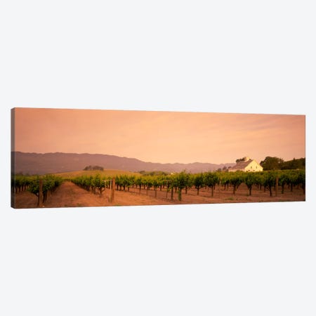 Vineyard Landscape, Napa Valley, California, USA Canvas Print #PIM577} by Panoramic Images Art Print