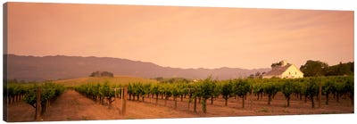Vineyard Landscape, Napa Valley, California, USA Canvas Art Print - Vineyard Art