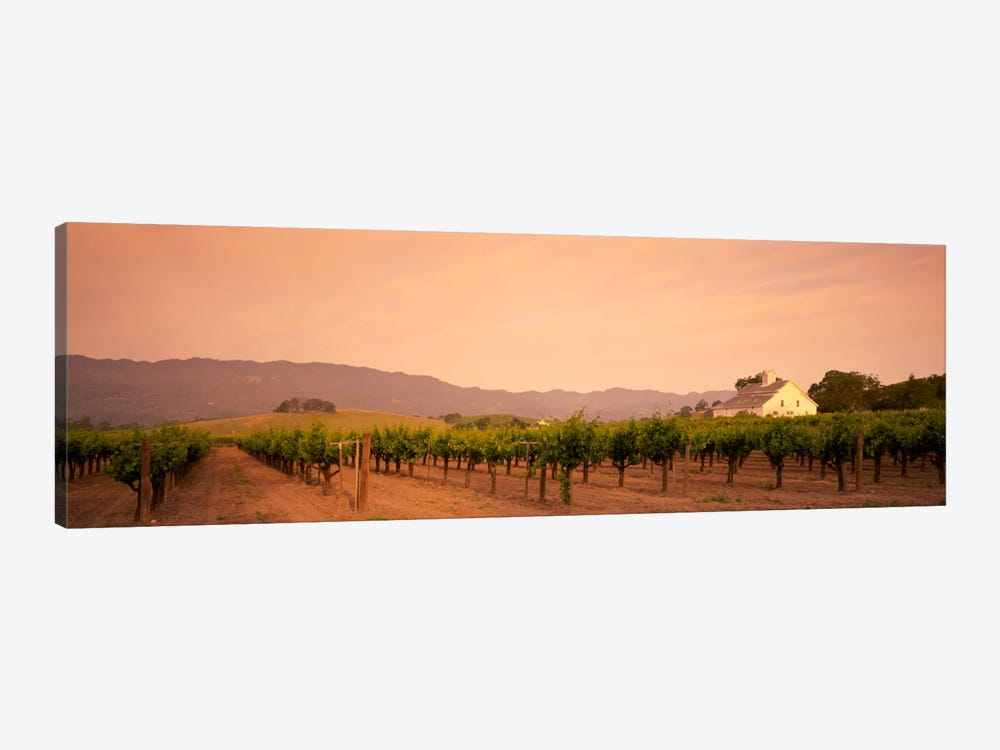 Vineyard Landscape, Napa Valley, California, USA by Panoramic Images 1-piece Canvas Artwork