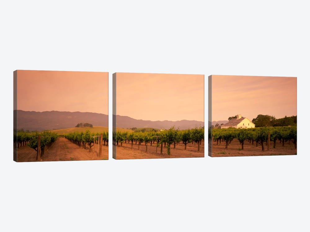 Vineyard Landscape, Napa Valley, California, USA by Panoramic Images 3-piece Canvas Artwork