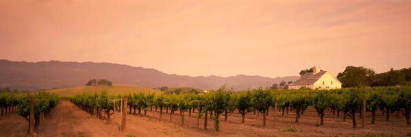 Napa Valley: Vineyard Landscape, Napa Valley, California, USA by Panoramic Images