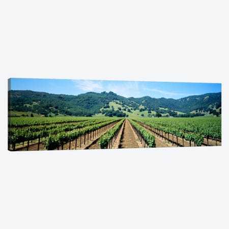 Vineyard Landscape, Mendocino County, California, USA Canvas Print #PIM578} by Panoramic Images Canvas Artwork