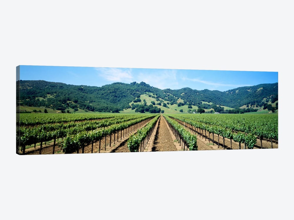 Vineyard Landscape, Mendocino County, California, USA by Panoramic Images 1-piece Art Print