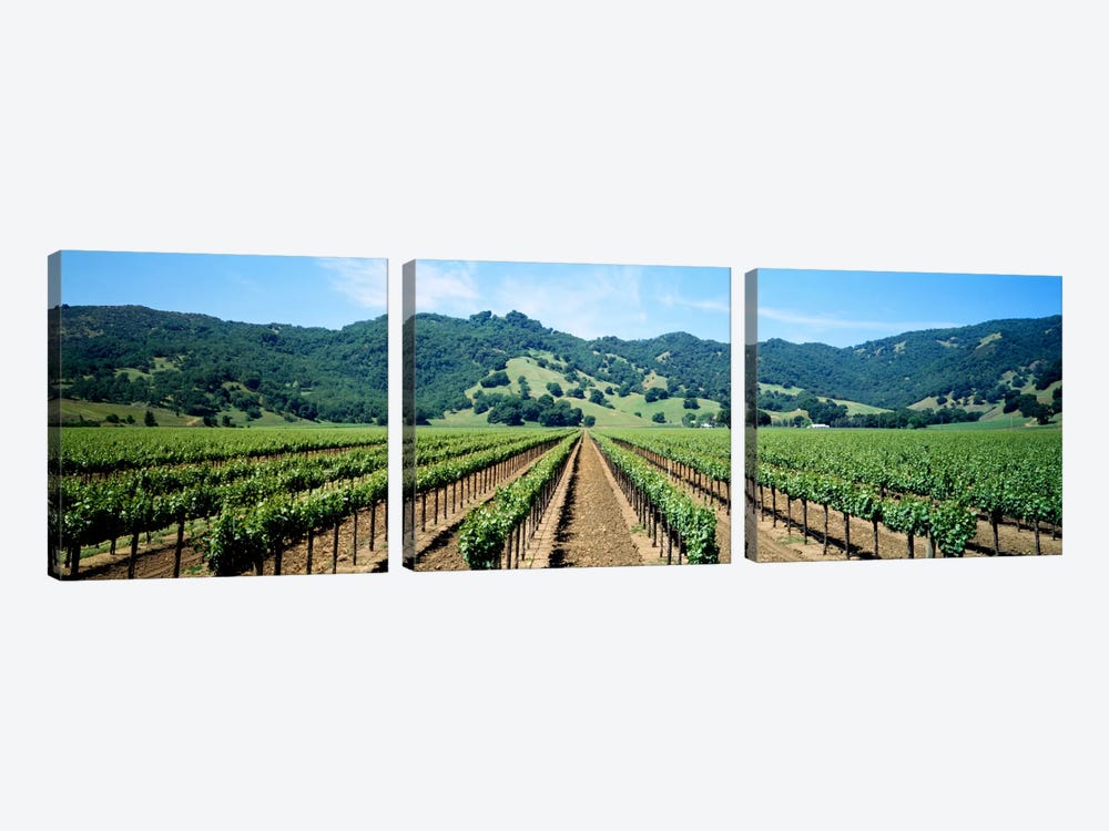 Vineyard Landscape, Mendocino County, California, USA by Panoramic Images 3-piece Canvas Art Print