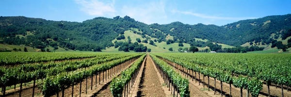 Vineyard Landscape, Mendocino County, California, USA