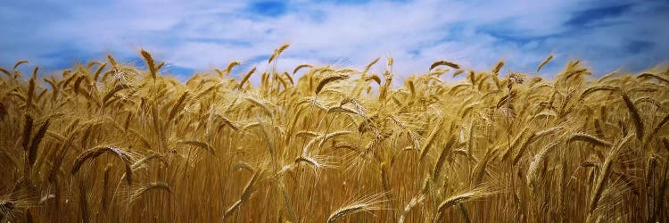 Wheat crop growing in a field, Palouse Country, Washington State, USA