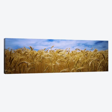 Wheat crop growing in a field, Palouse Country, Washington State, USA Canvas Print #PIM5795} by Panoramic Images Art Print