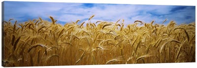 Wheat crop growing in a field, Palouse Country, Washington State, USA Canvas Art Print - Grasses