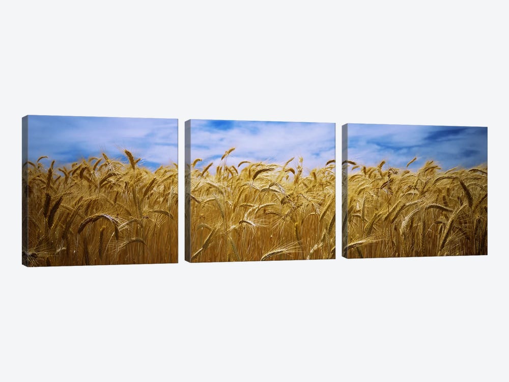 Wheat crop growing in a field, Palouse Country, Washington State, USA by Panoramic Images 3-piece Canvas Art Print