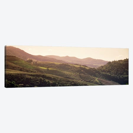 Vineyard Landscape, Sonoma, Sonoma County, California, USA Canvas Print #PIM579} by Panoramic Images Canvas Artwork