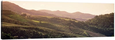 Vineyard Landscape, Sonoma, Sonoma County, California, USA Canvas Art Print - Wine Art